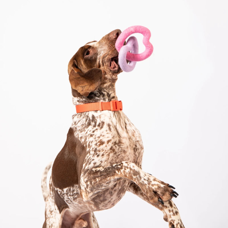 chien braque allemand attrape en gueule un jeu à tirer coeur de awoo