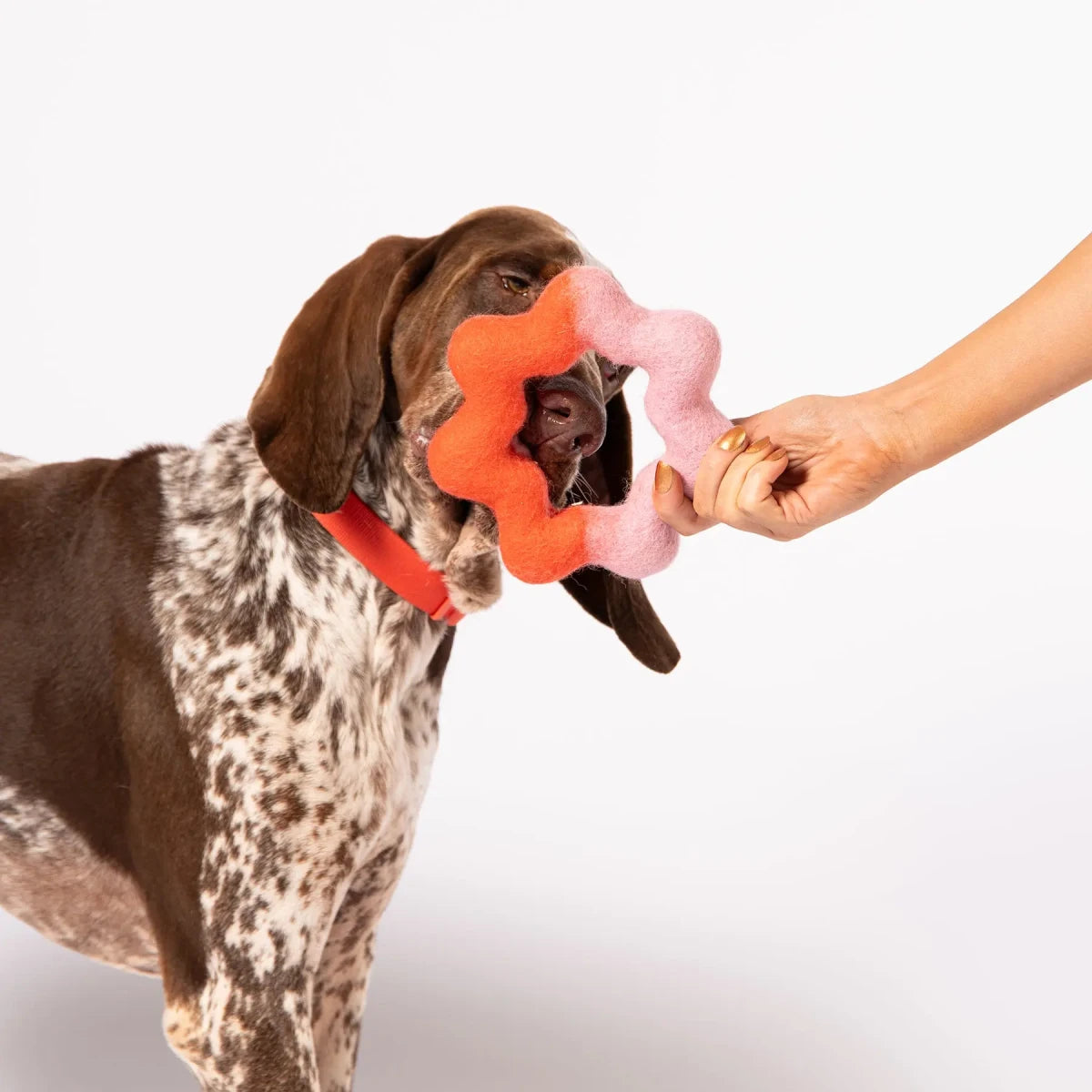 Chien de type Braque Allemand attrapant le Wiggle Ring d'Awoo, jeu à tirer bicolore en laine feutrée