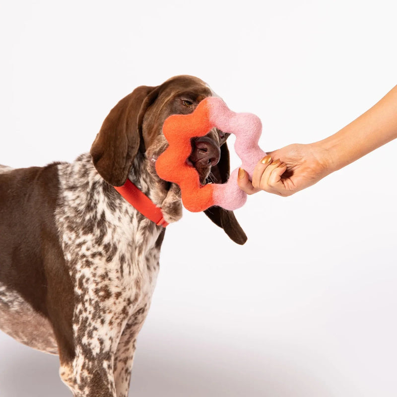 Chien de type Braque Allemand attrapant le Wiggle Ring d'Awoo, jeu à tirer bicolore en laine feutrée