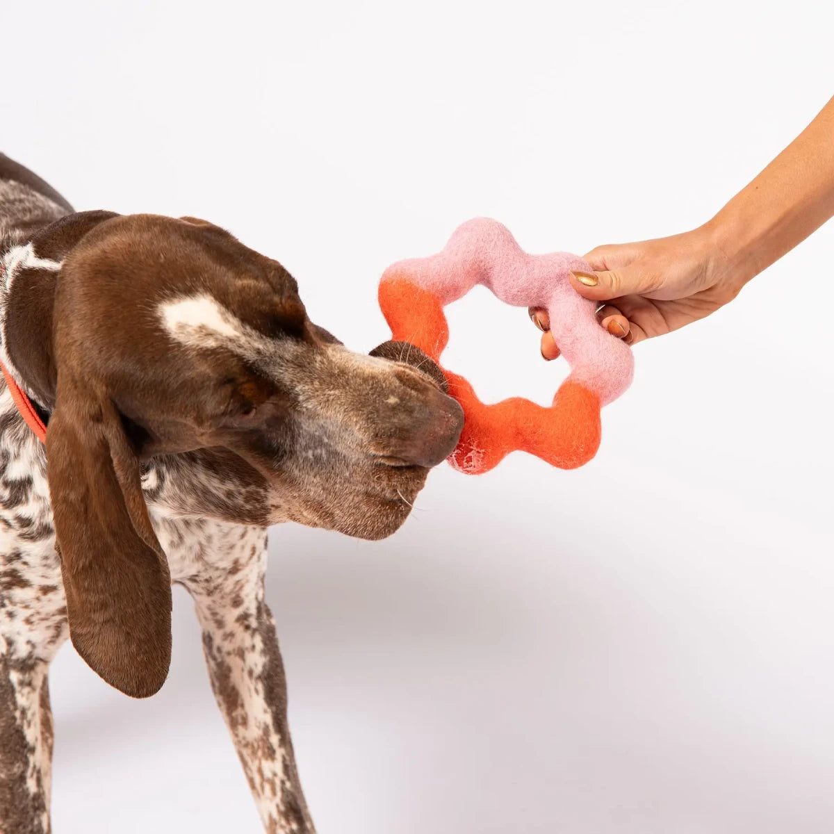 Chien Braque Allemand attrapant le jeu à tirer Wiggle Ring d'Awoo en laine feutrée rose et orange