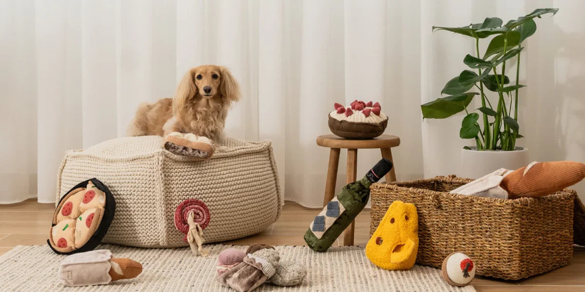 Plusieurs jeux de fouille pour chien