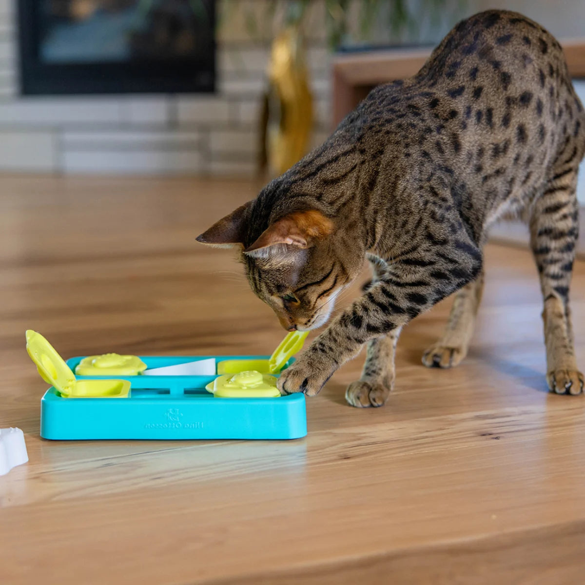 Jeu d’intelligence pour chat Kitty Cube