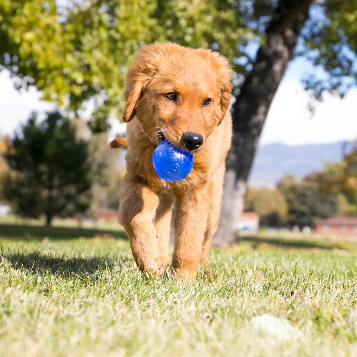 Balle résistante pour chien Squeezz