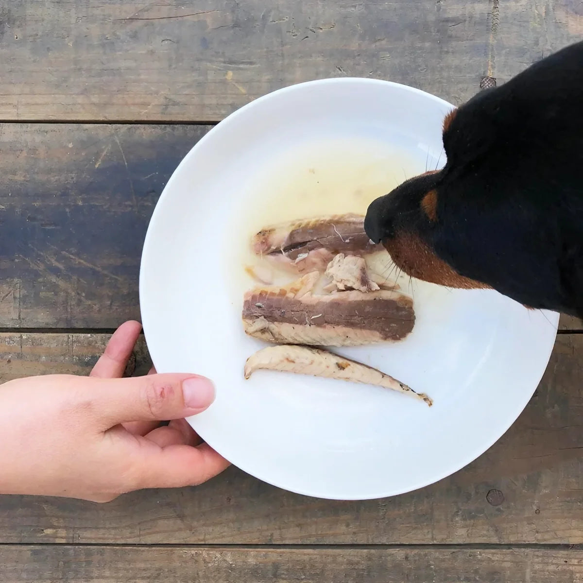Filets de maquereaux pour chien