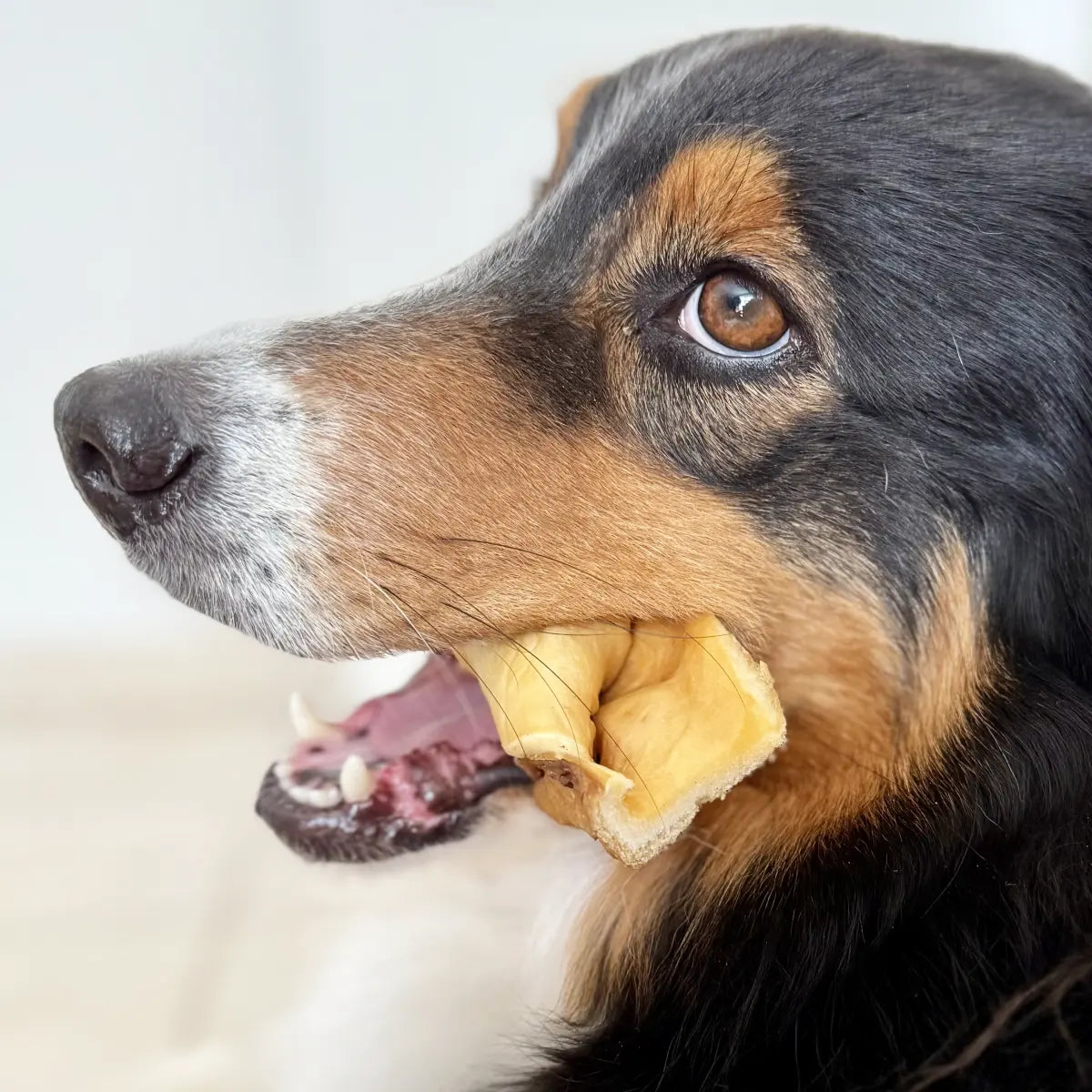 Masque de boeuf pour chien