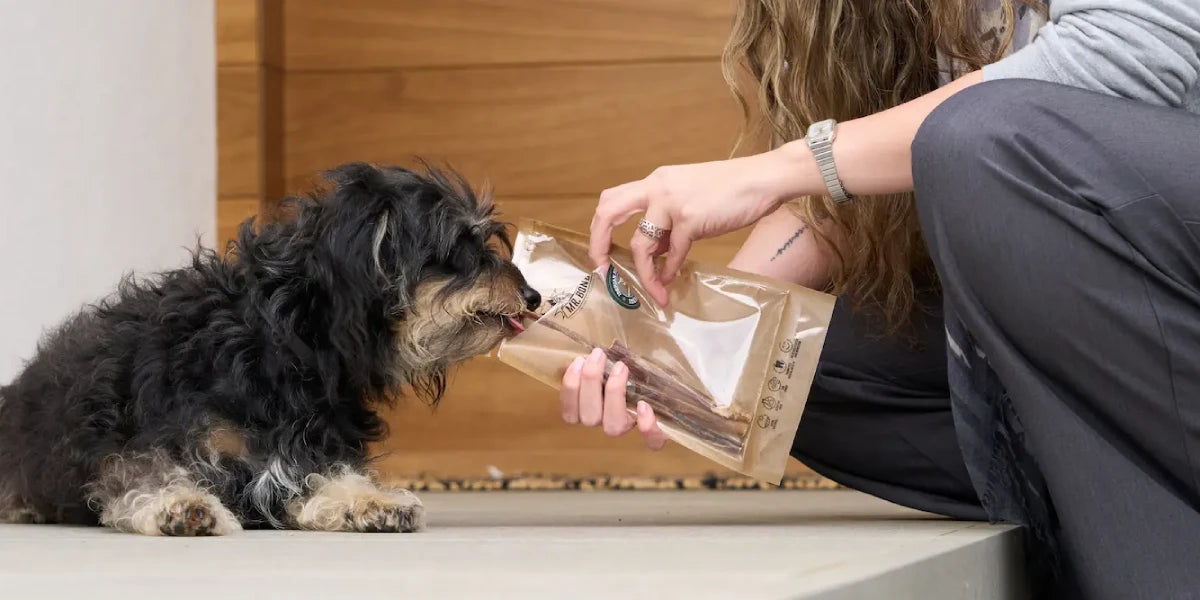 Une femme donne une friandise de mastication à son petit chien