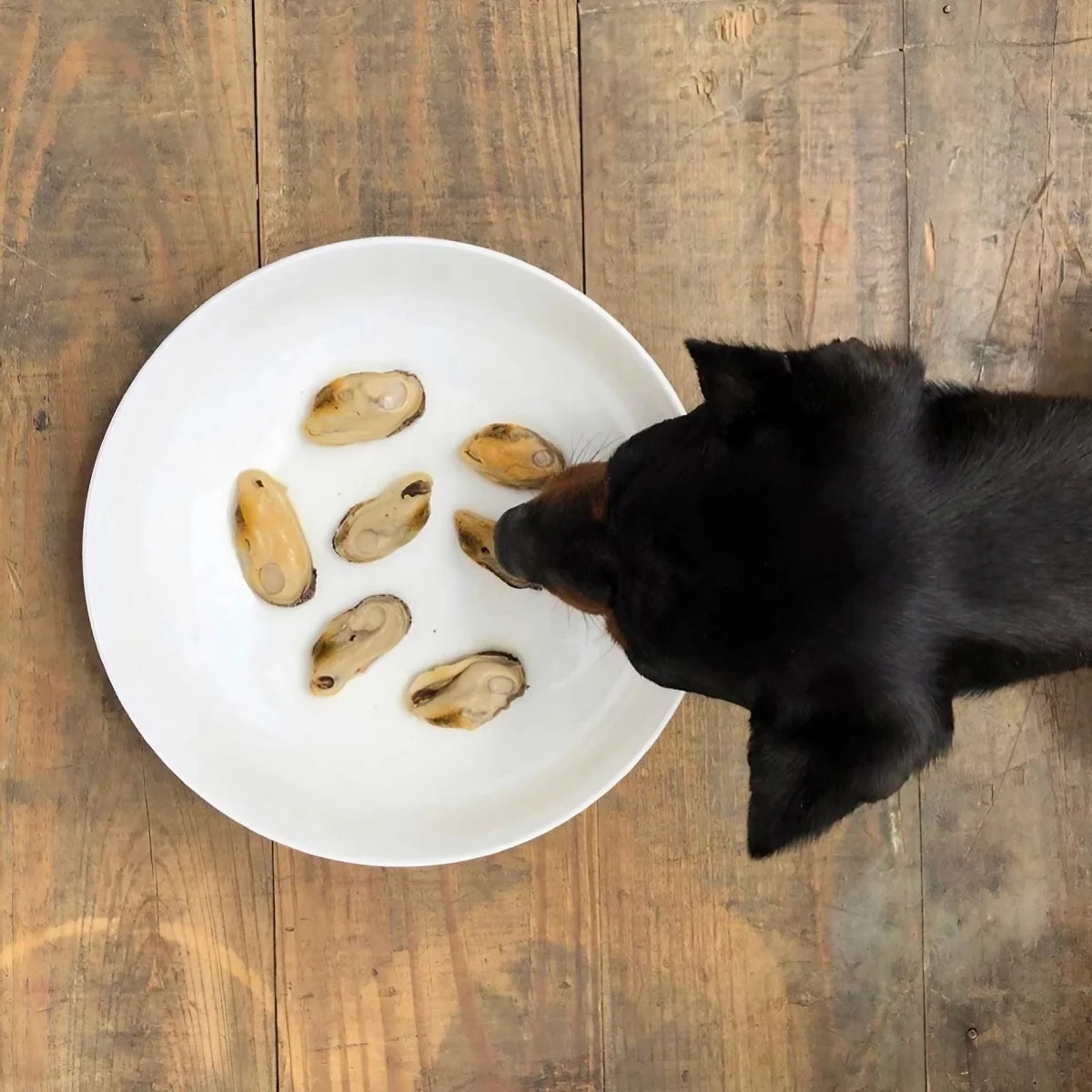 Moules à lèvres vertes pour chien