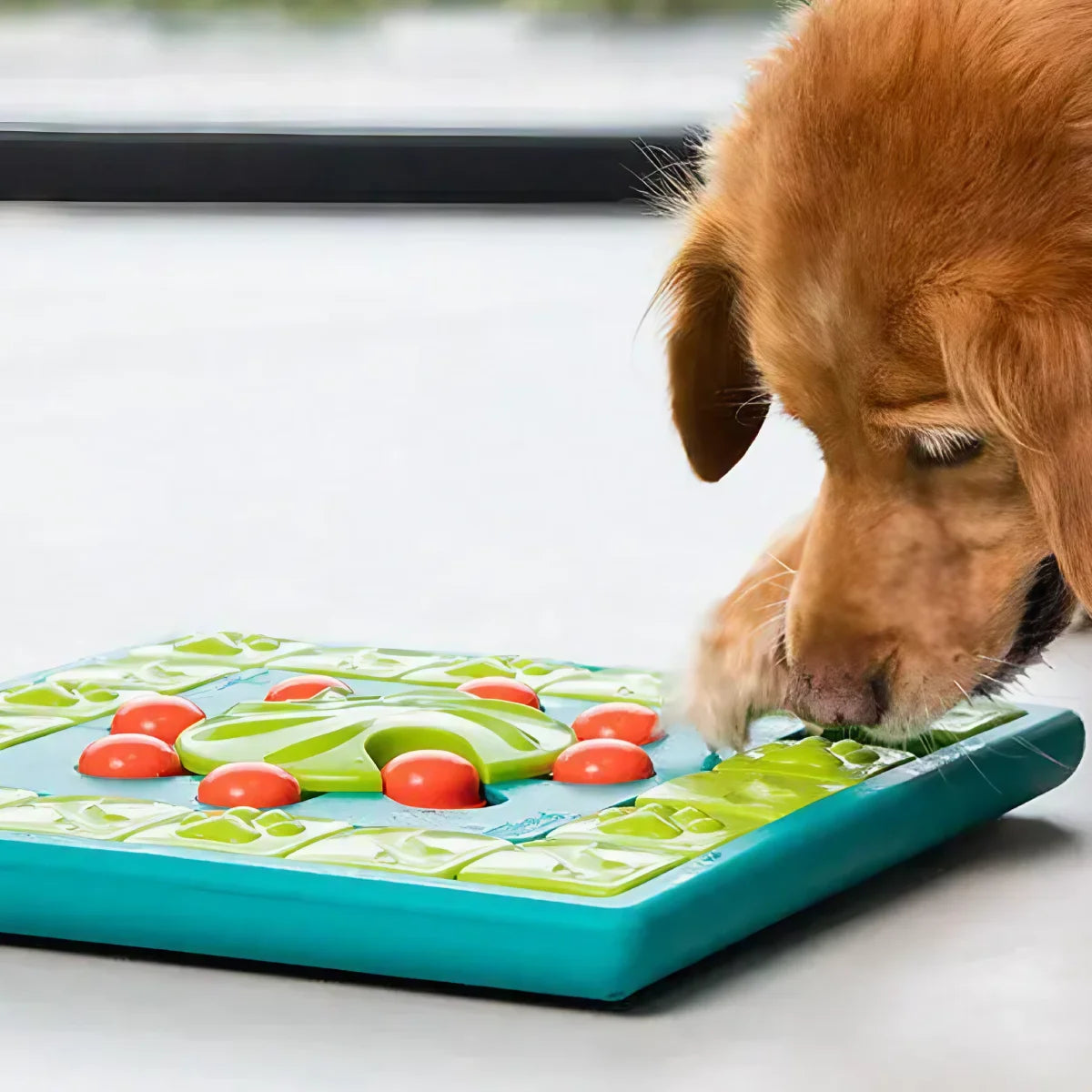 un chien joue avec le multipuzzle nina ottosson
