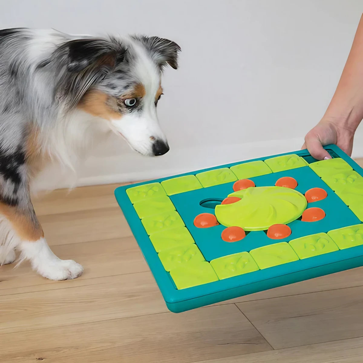 un chien joue avec le jeu d'intelligence multipuzzle nina ottosson