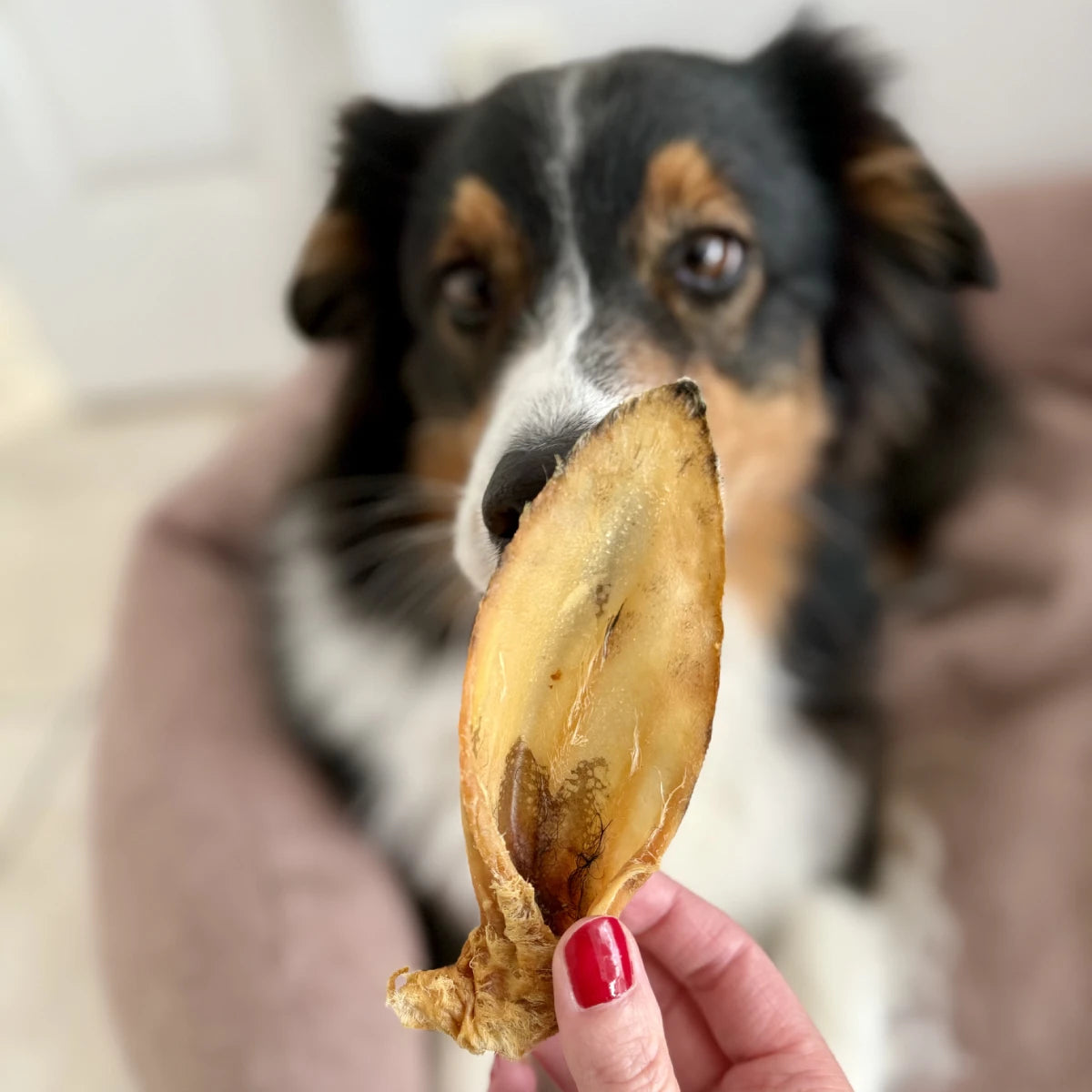 Oreilles d’agneau pour chien