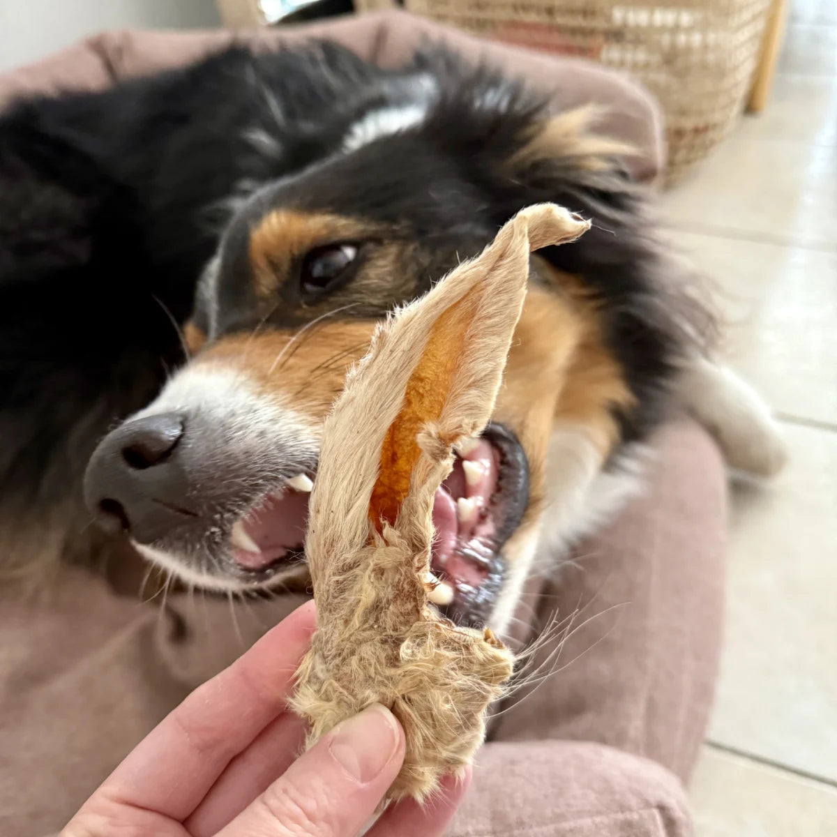 Oreilles de lapin avec poils pour chien