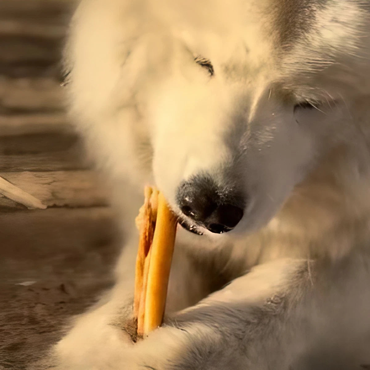 Peau de boeuf pour chien