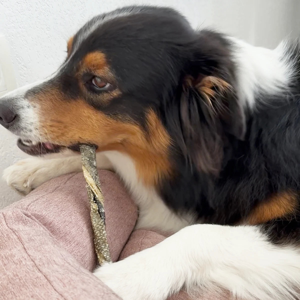 Peau de cabillaud pour chien