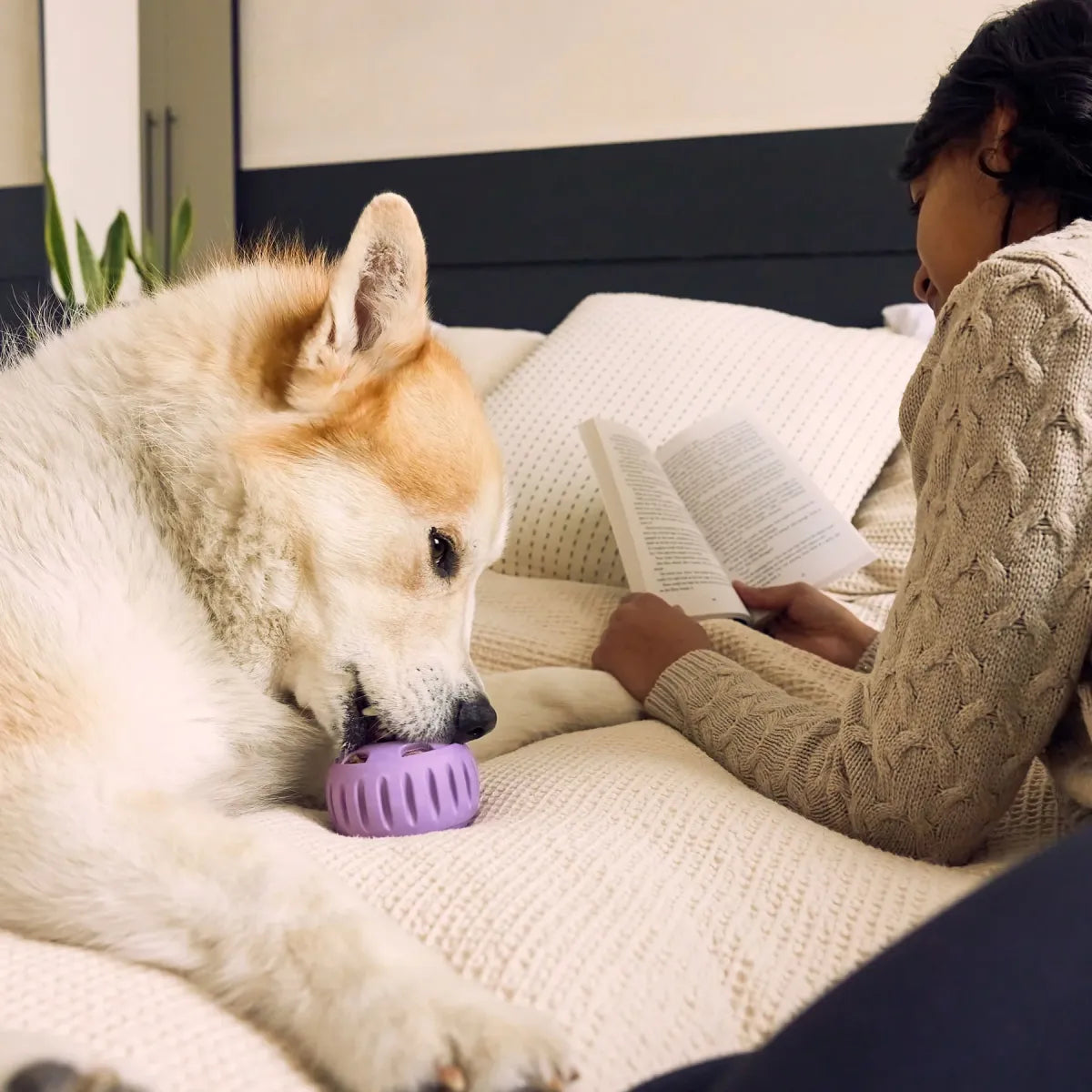 Balle à lécher pour chien Pupsicle