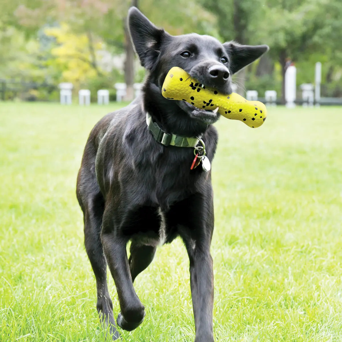 Jouet à lancer pour chien Reflex Stick