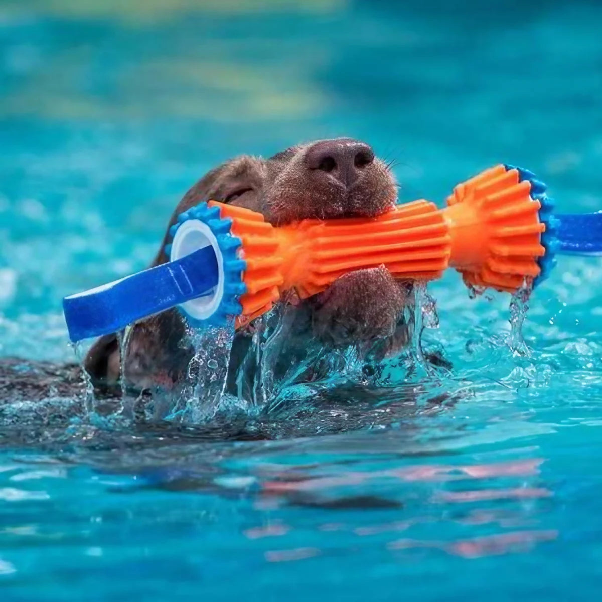 Jeu flottant pour chien Rugged Bumper