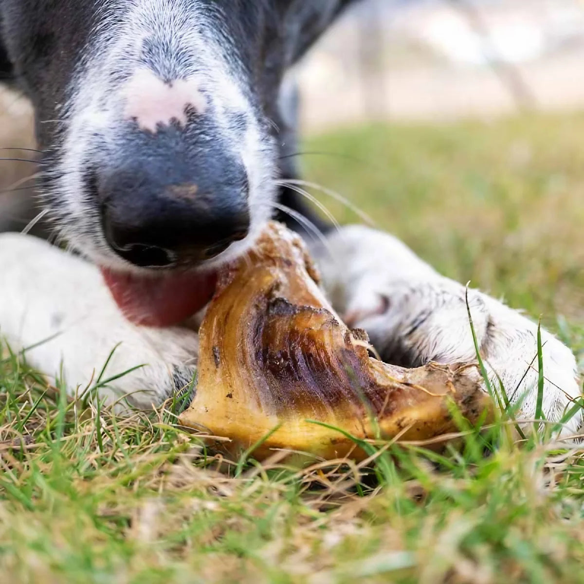 Sabot de boeuf pour chien