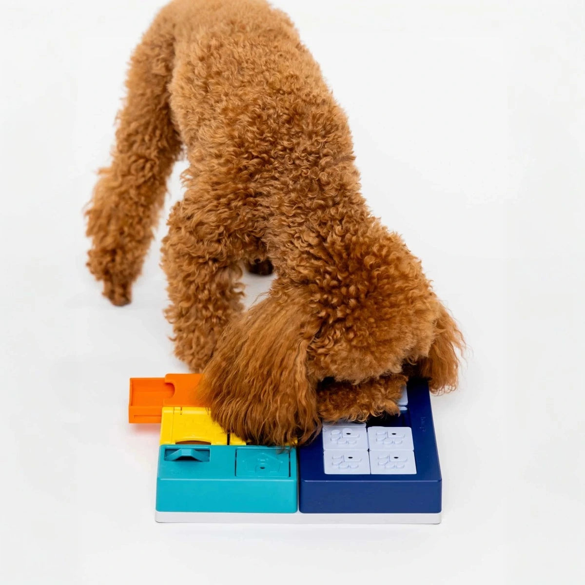 un chien joue avec le jeu d'intelligence smarty set pawzler