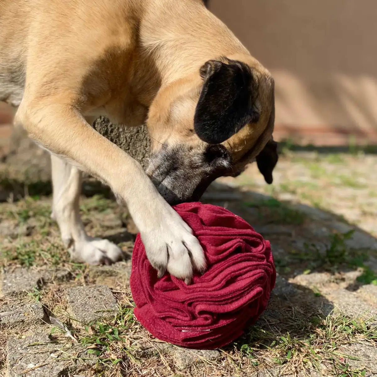 un chien cherche ses friandises dans sa snuffle ball boop the snoot