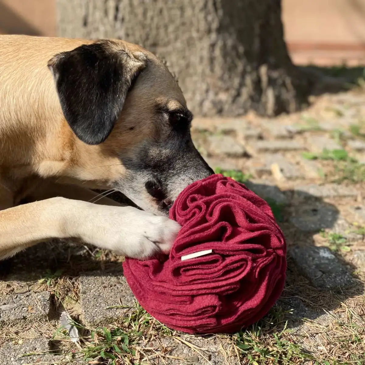 un chien joue avec sa snuffle ball bordeaux