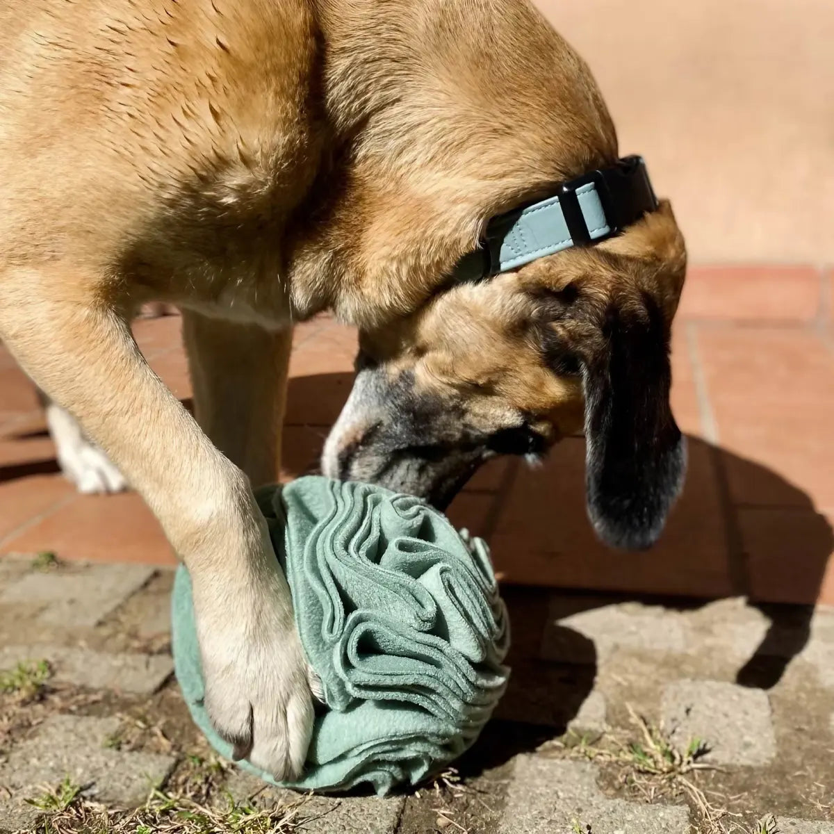 Snuffle ball pour chien