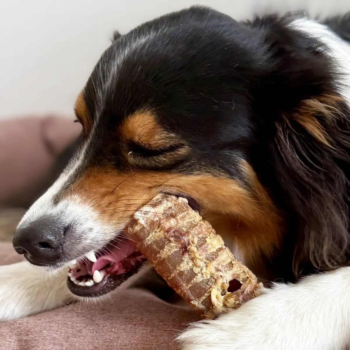 Trachée de boeuf pour chien 15 cm