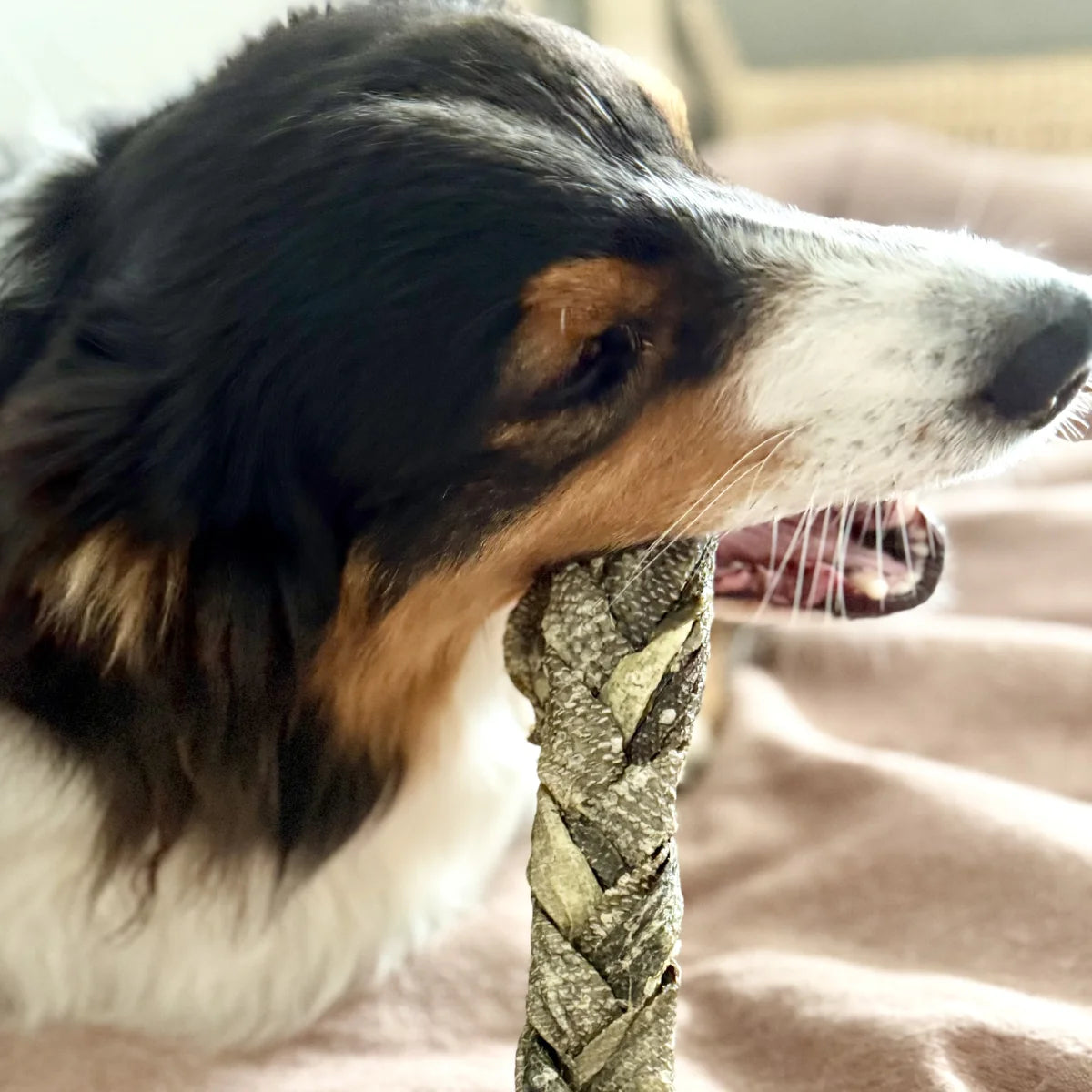 Tresse de morue pour chien