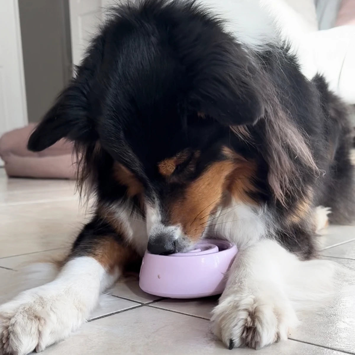 Yoomy Wobble pour chien